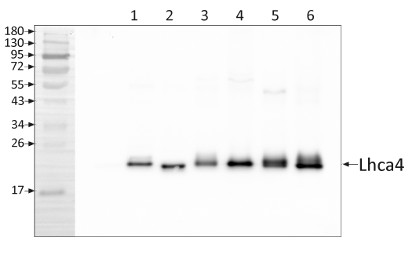 Western blot using anti-Lhca4 antibodies